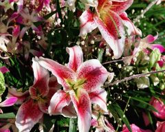 Tapeta Nature Flowers 494.jpg